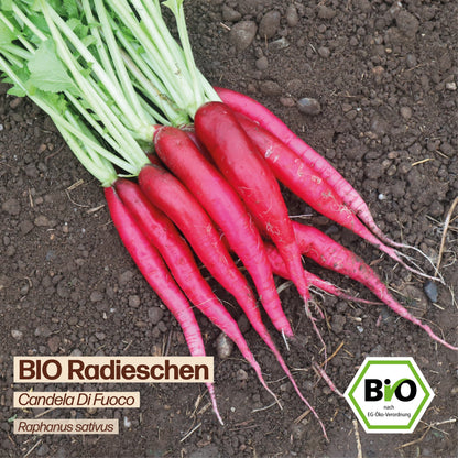 BIO Radieschen "Candela Di Fuoco"