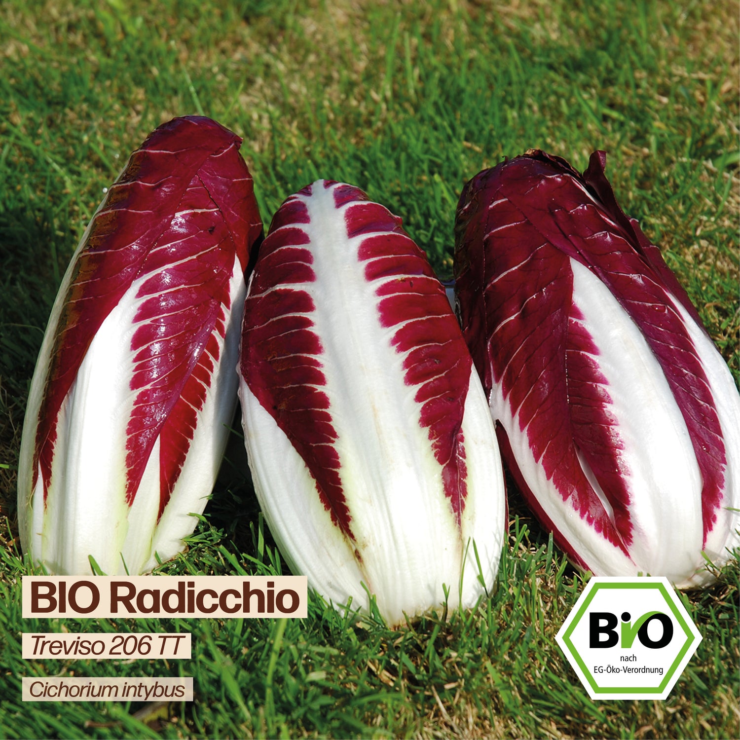 BIO Radicchio "Treviso 206 TT"