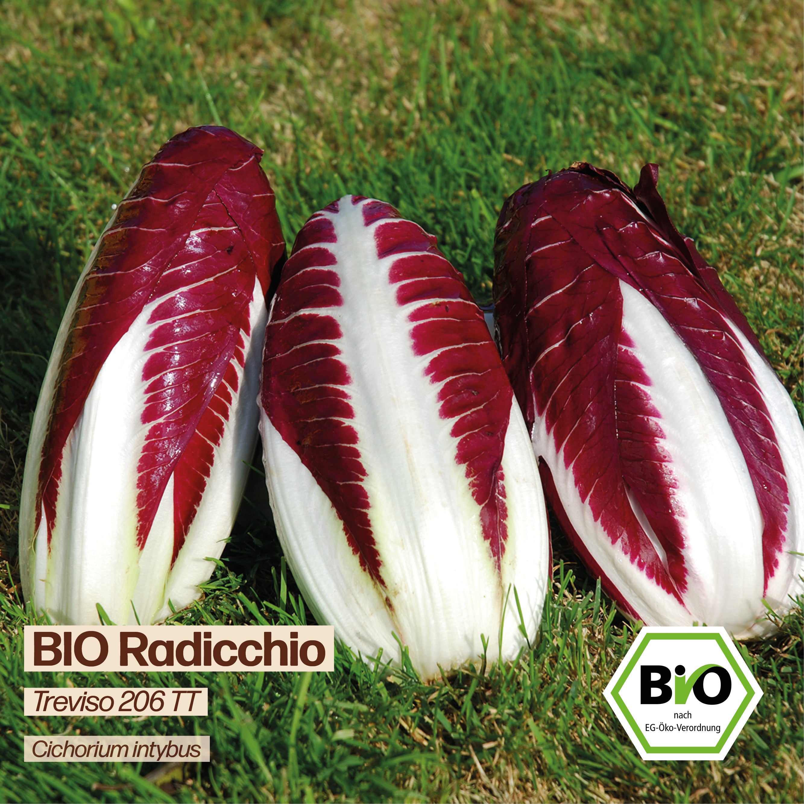 BIO Radicchio "Treviso 206 TT"