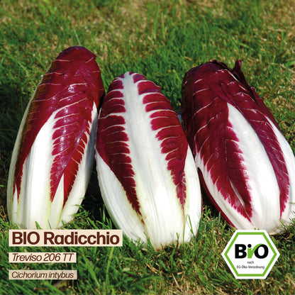 BIO Radicchio "Treviso 206 TT"