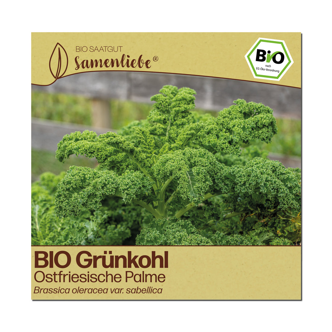 BIO Grünkohl "Ostfriesische Palme"