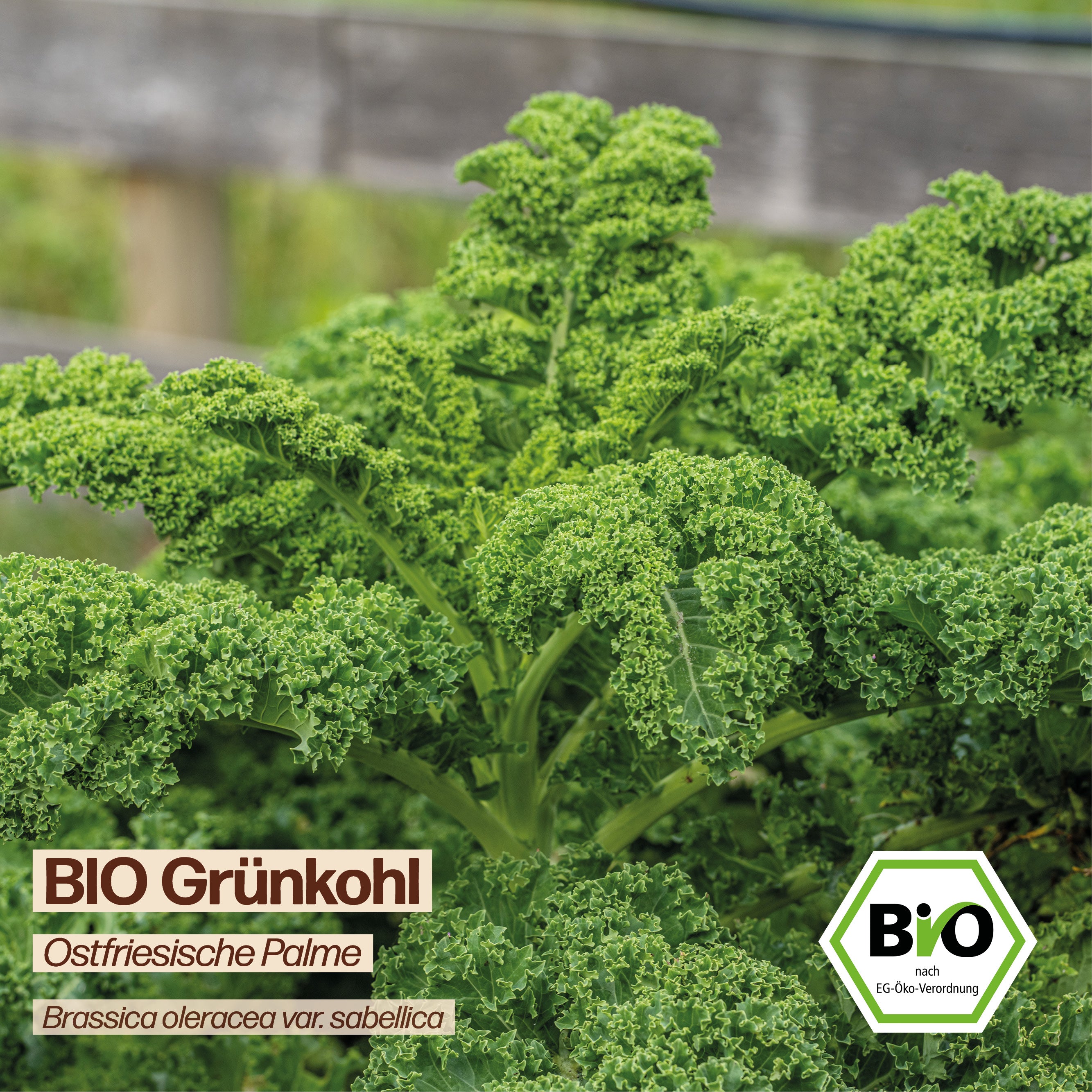 BIO Grünkohl "Ostfriesische Palme"