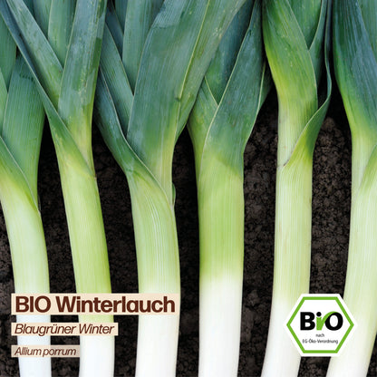 BIO Lauch "Blaugrüner Winter"