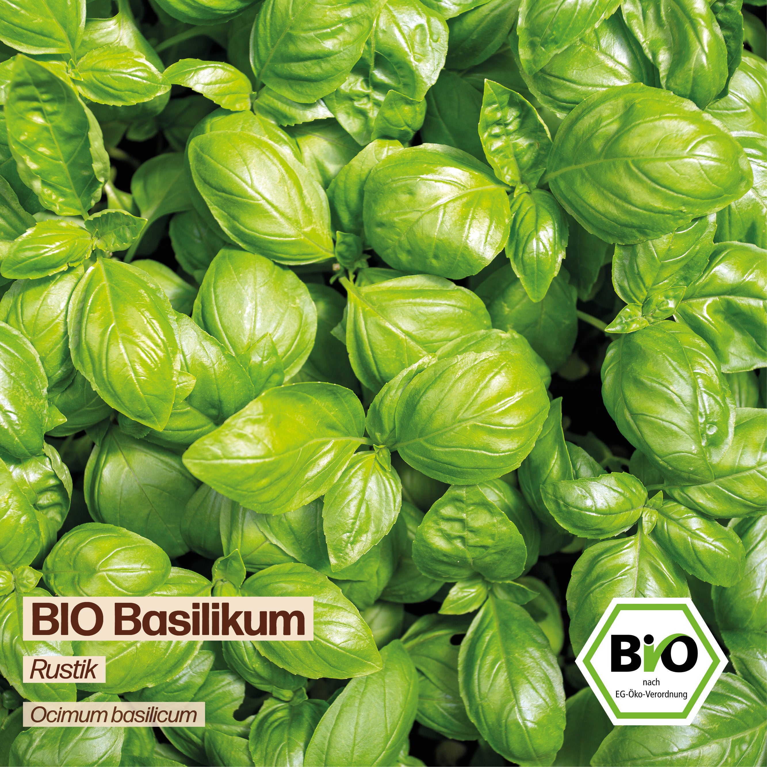 BIO Basilikum "Rustik"