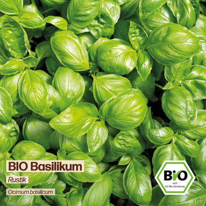 BIO Basilikum "Rustik"
