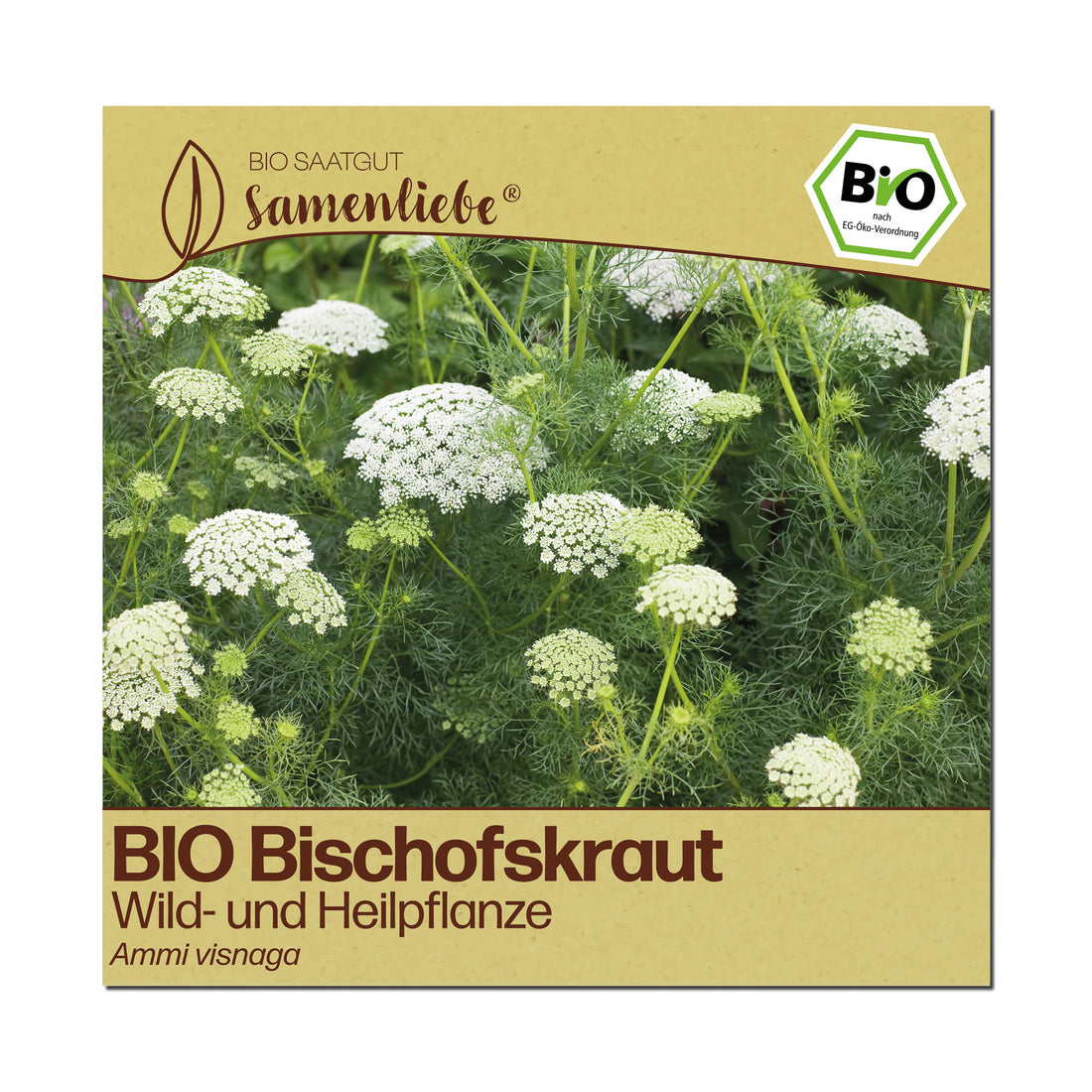 BIO Bischofskraut "Wildblume"