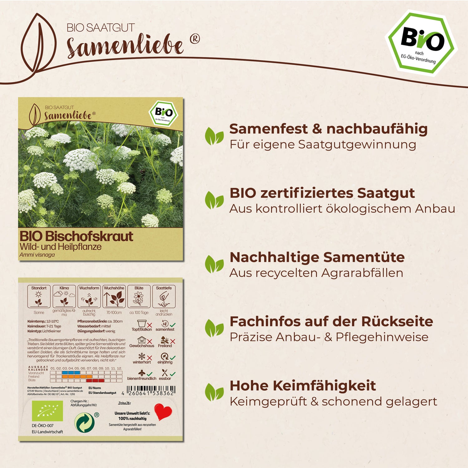 BIO Bischofskraut "Wildblume"