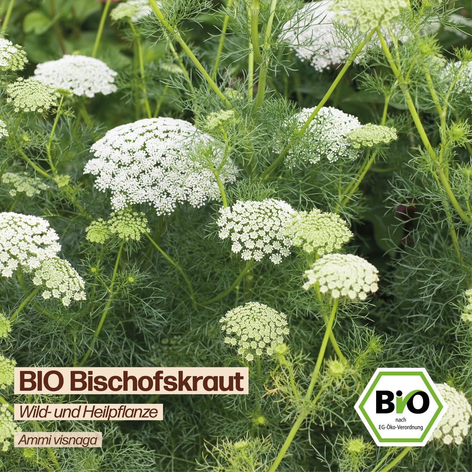 BIO Bischofskraut "Wildblume"