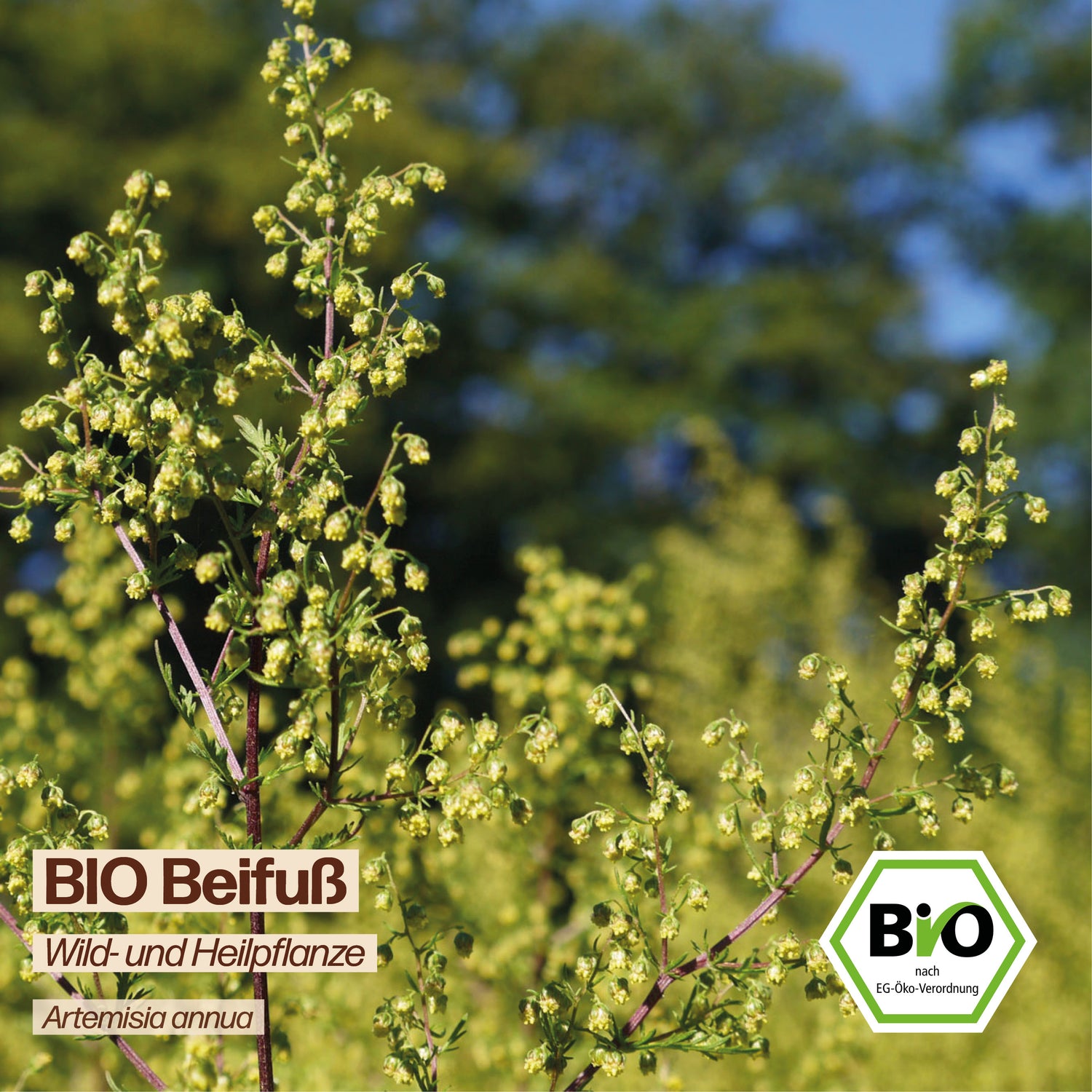 BIO Beifuß "Gemeiner Beifuß"