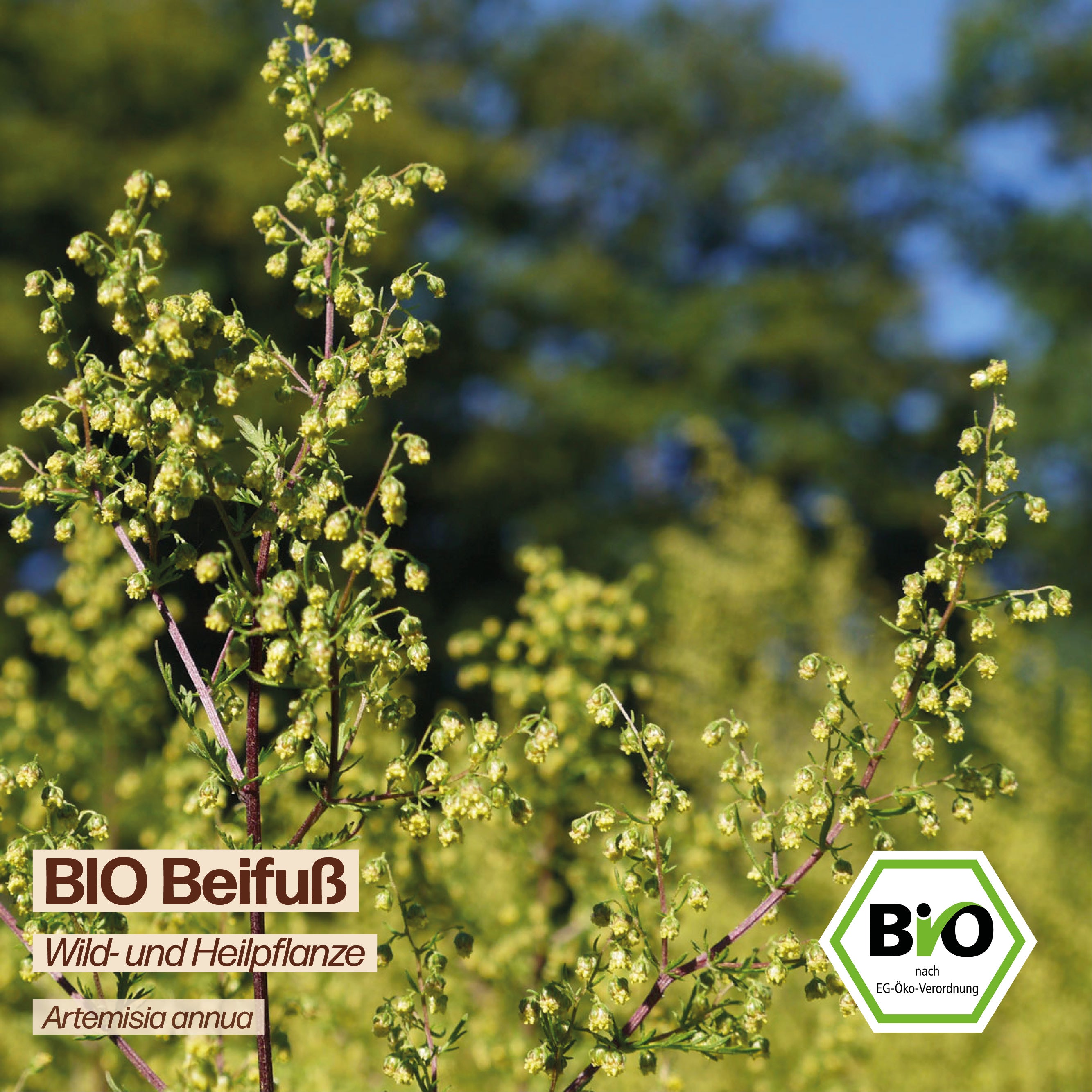 BIO Beifuß "Gemeiner Beifuß"