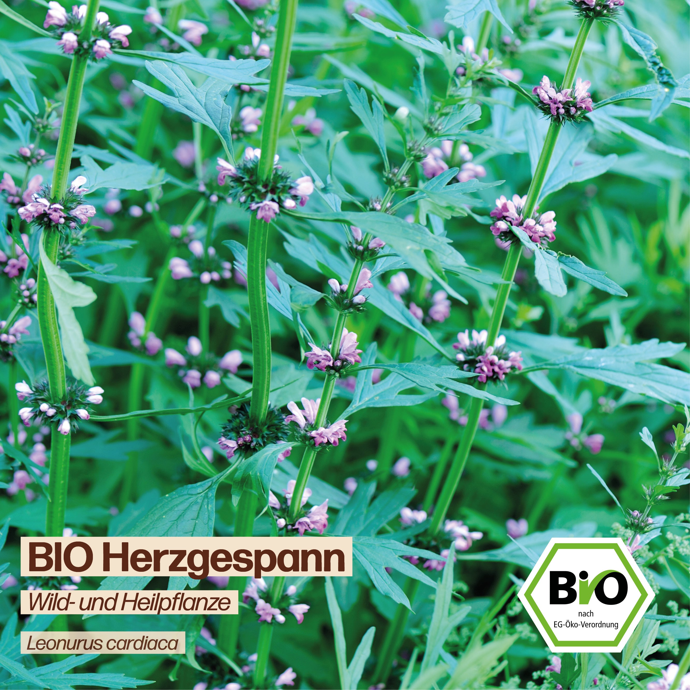 BIO Herzgespann "Wildblume"