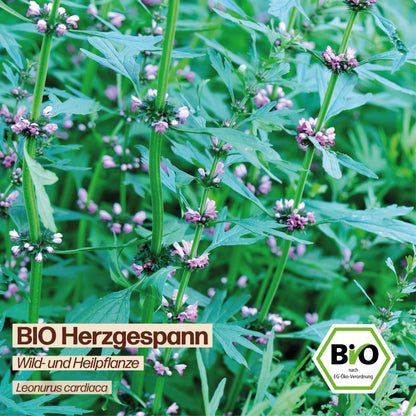 BIO Herzgespann "Wildblume"