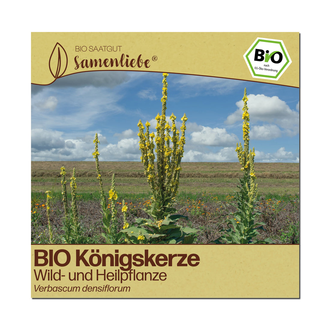 BIO Königskerze "Wildblume"
