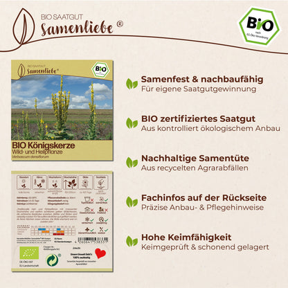 BIO Königskerze "Wildblume"