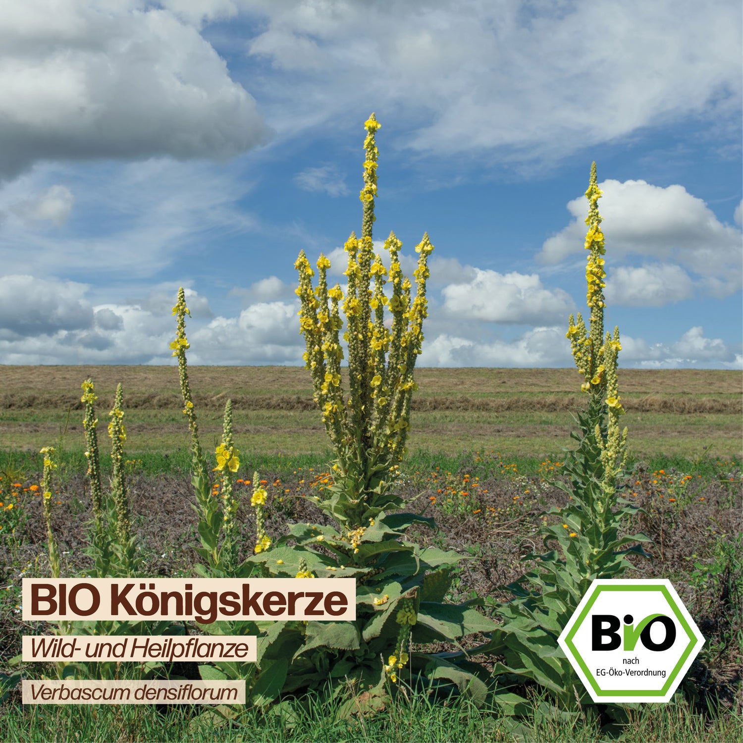 BIO Königskerze "Wildblume"