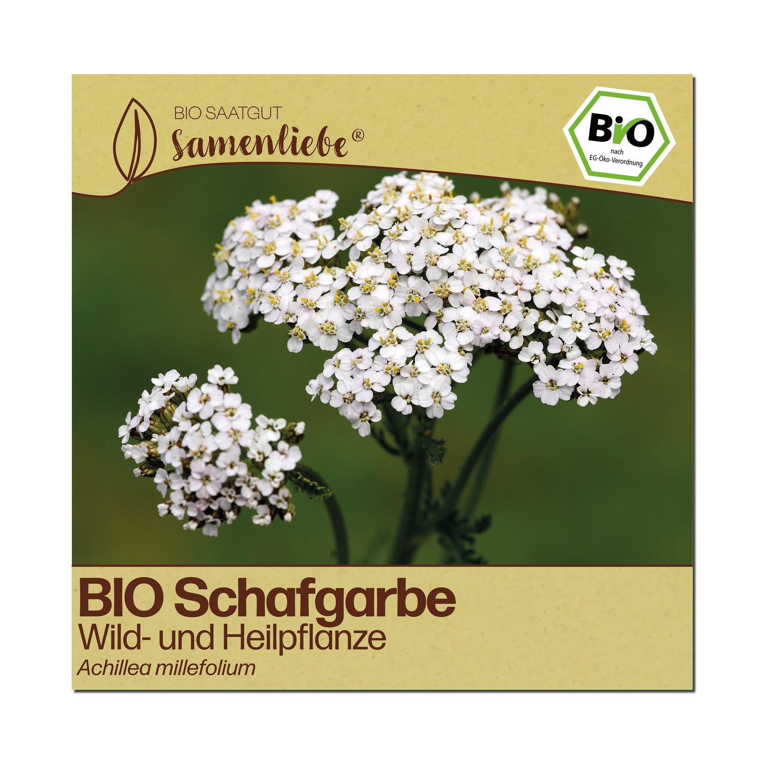 BIO Schafgarbe "Wildblume"