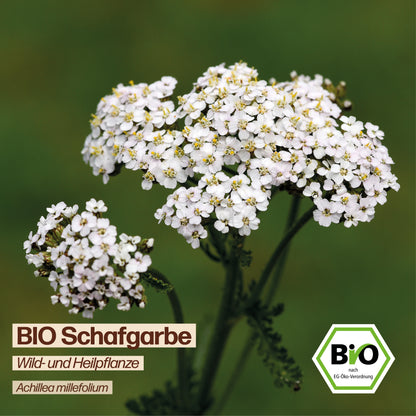 BIO Schafgarbe "Wildblume"