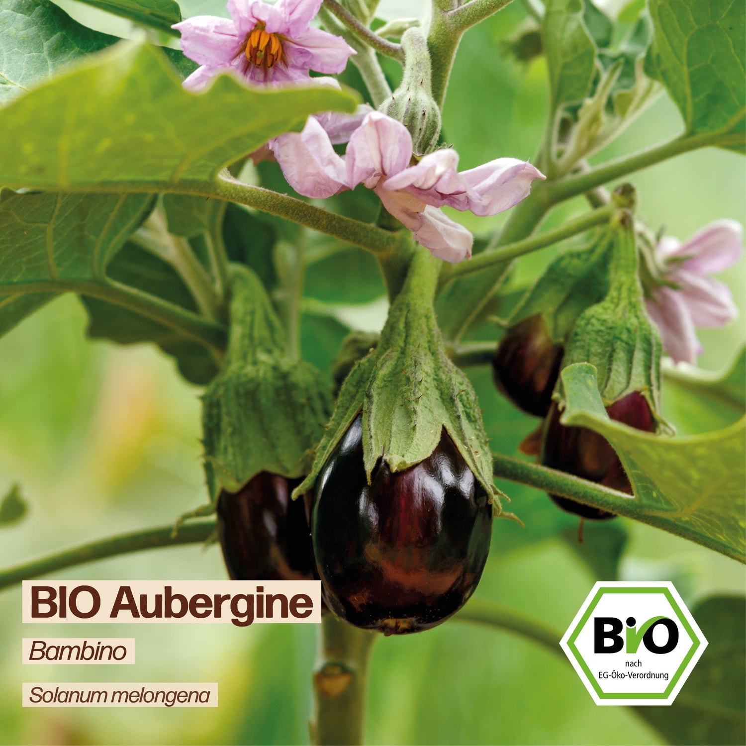 BIO Aubergine "Bambino"