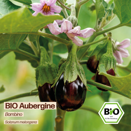 BIO Aubergine "Bambino"