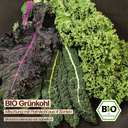 BIO Grünkohl "Mischung mit Palmkohl aus 4 Sorten"