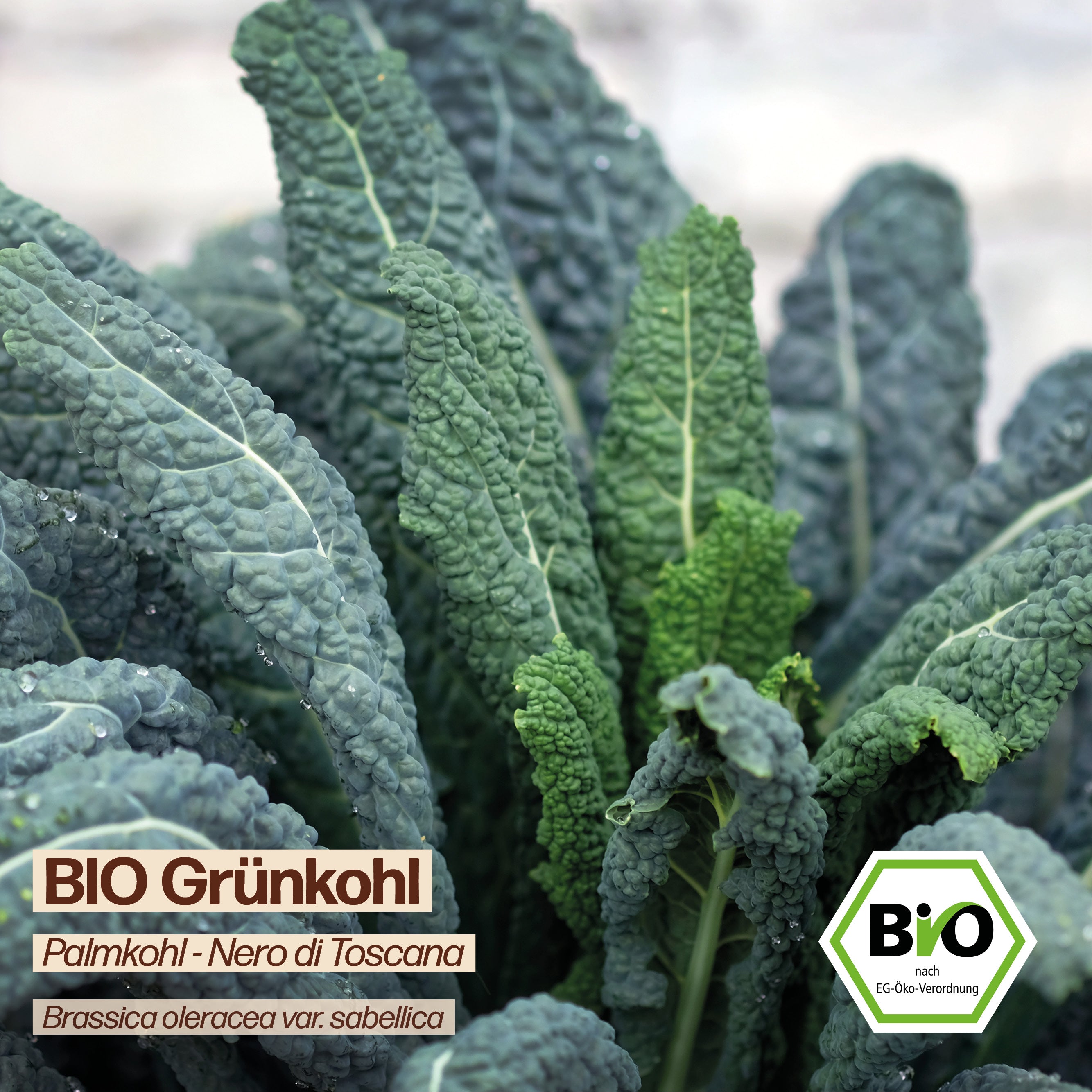 BIO Grünkohl "Nero di Toscana"
