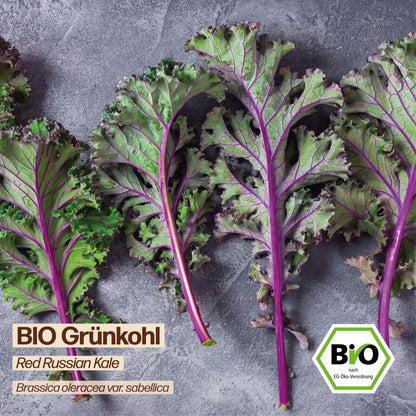 BIO Grünkohl "Red Russian Kale"
