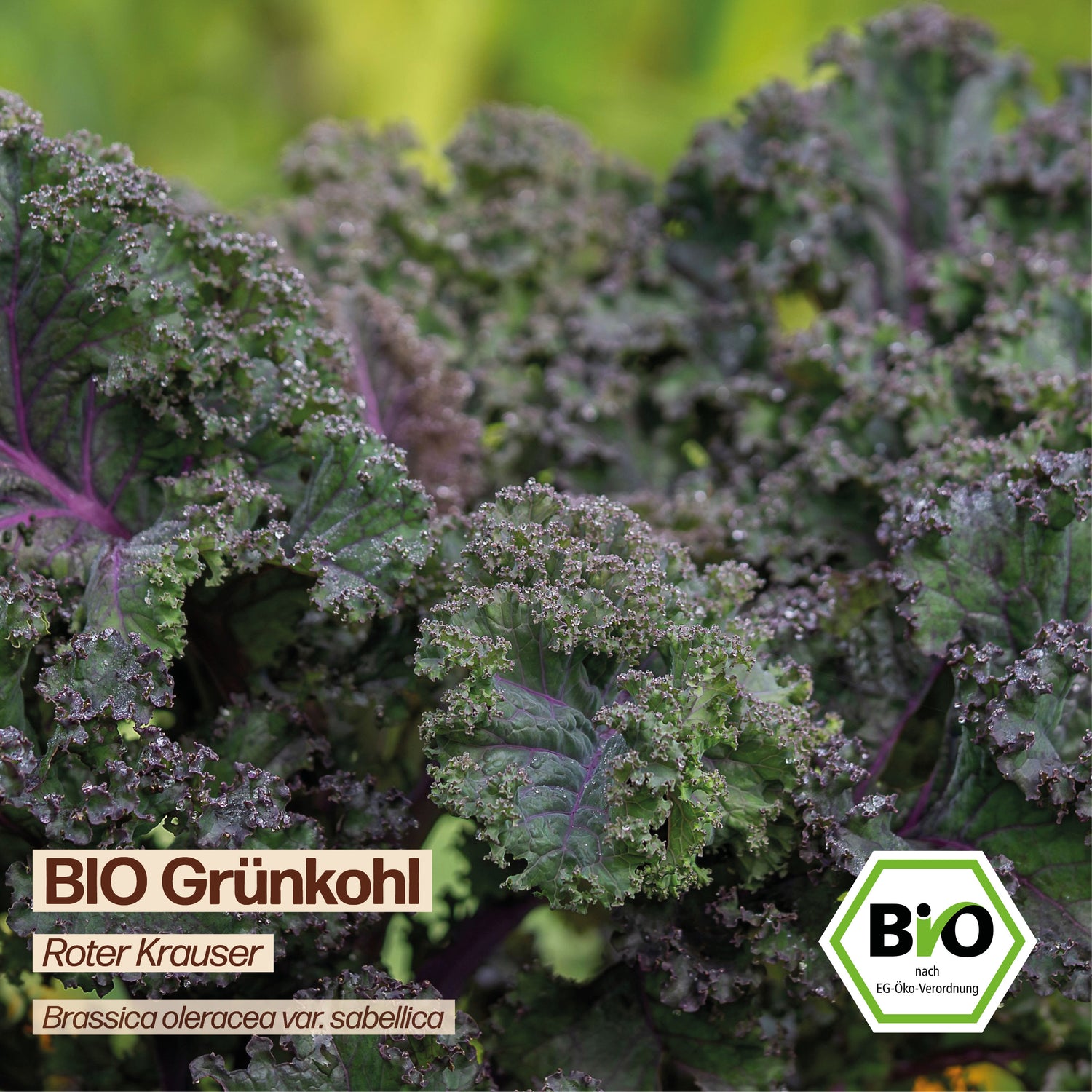 BIO Grünkohl "Roter Krauser"