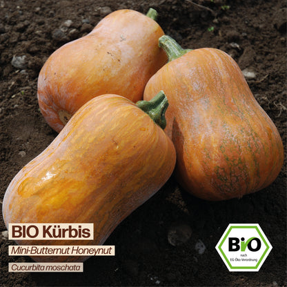 BIO Kürbis "Honeynut"