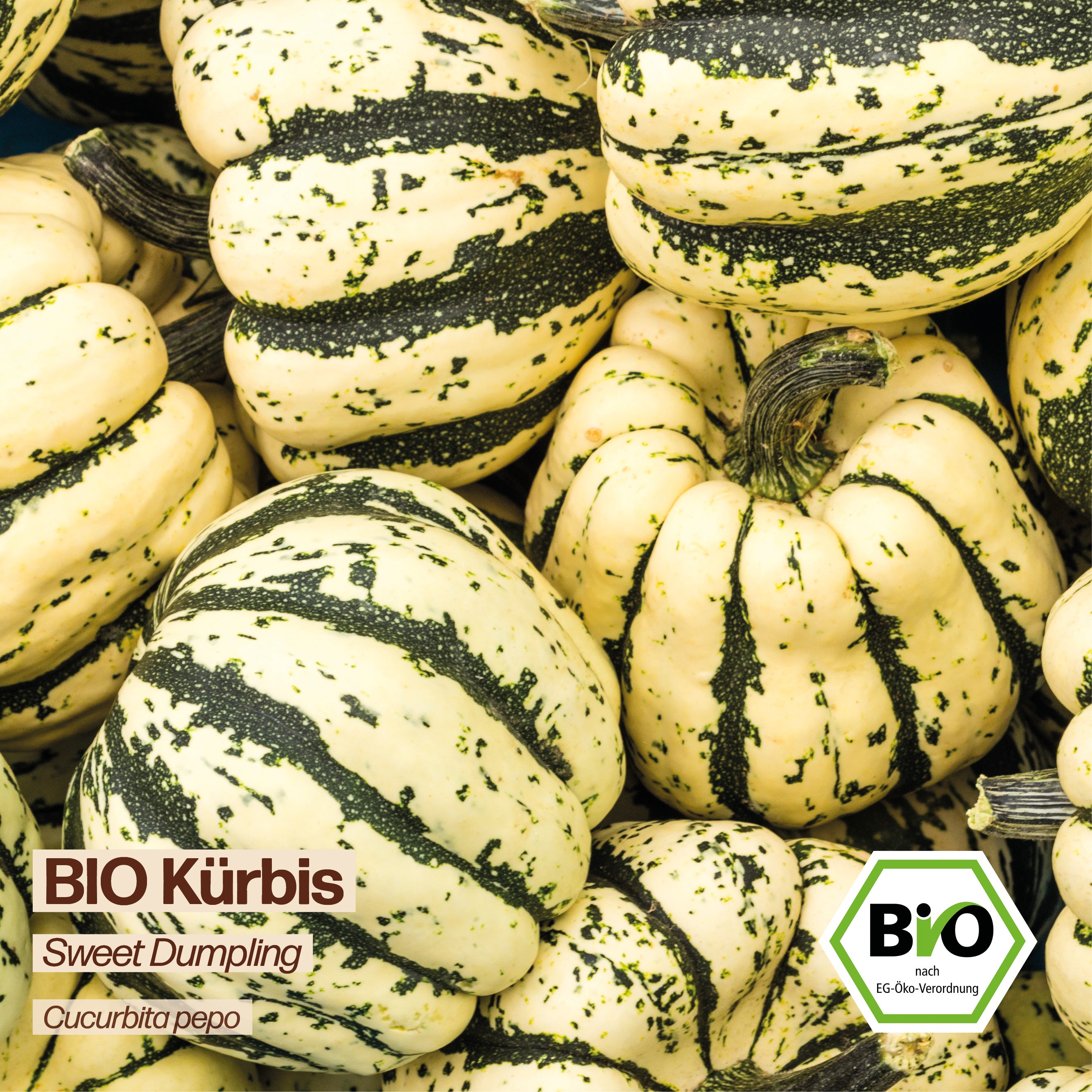 BIO Kürbis "Sweet Dumpling"