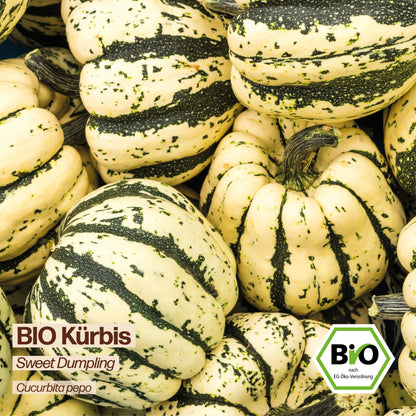 BIO Kürbis "Sweet Dumpling"