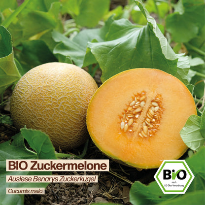 BIO Melone "Benarys Zuckerkugel"