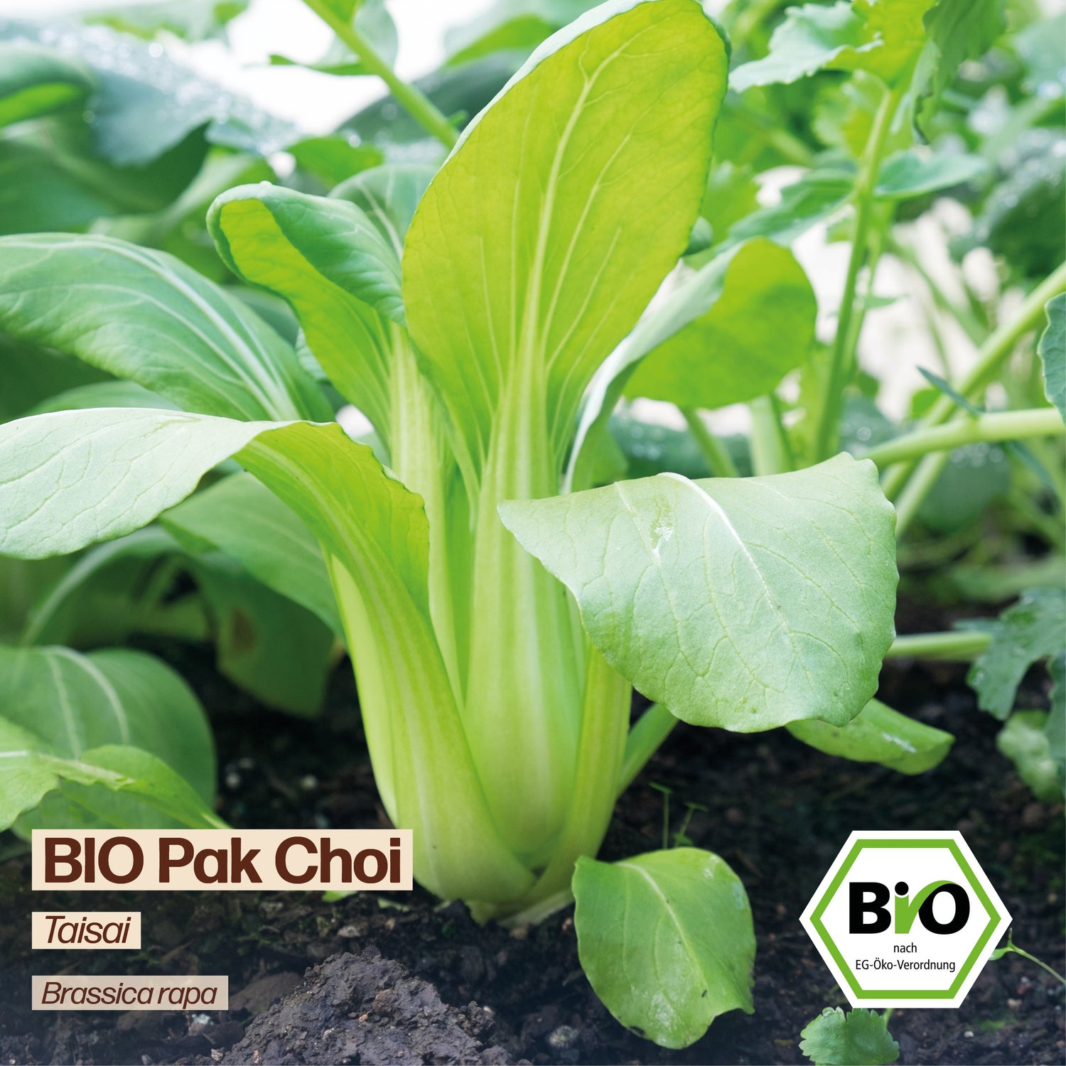 BIO Pak Choi "Taisai"