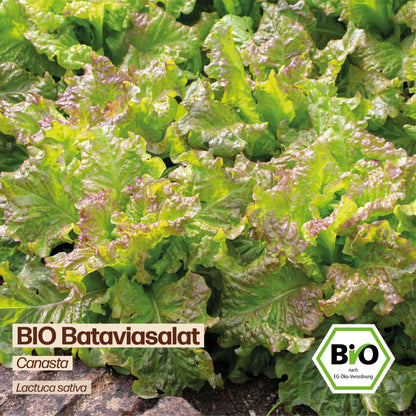 BIO Salat "Canasta"