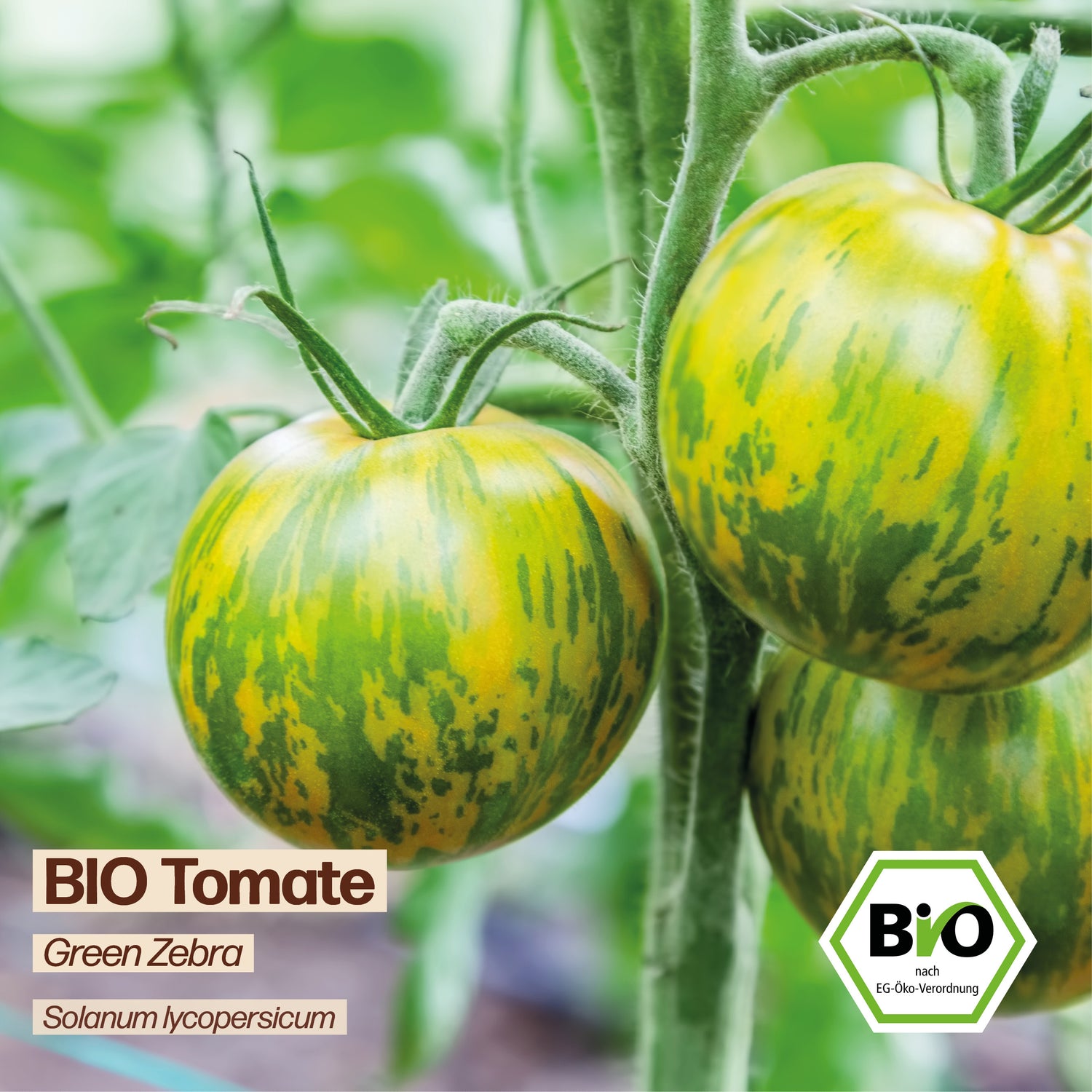 BIO Tomate "Green Zebra"