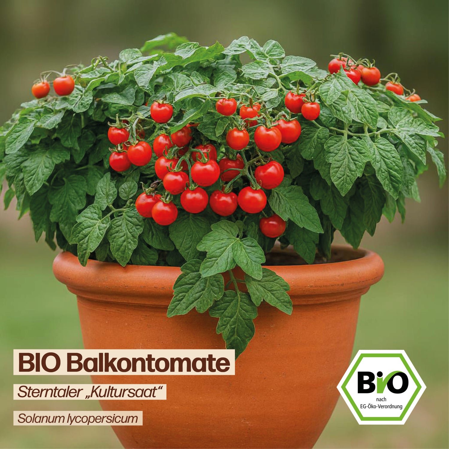 BIO Tomate "Sterntaler - Kultursaat"