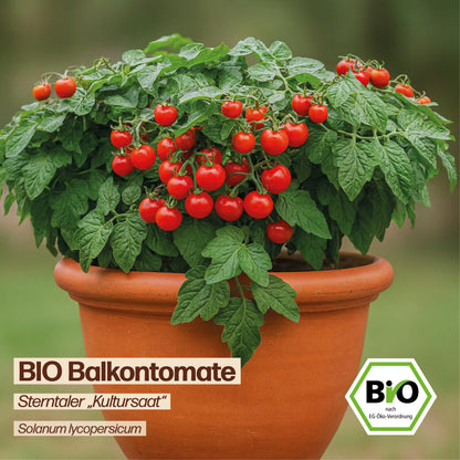 BIO Tomate "Sterntaler - Kultursaat"