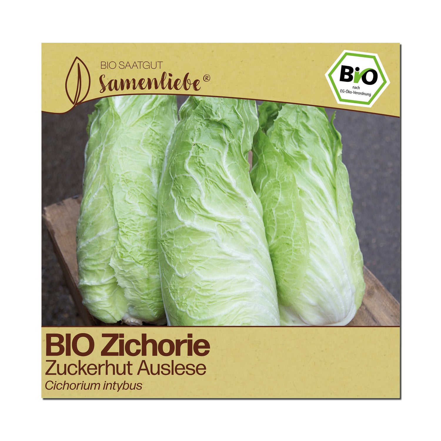 BIO Zichorie "Zuckerhut Auslese"