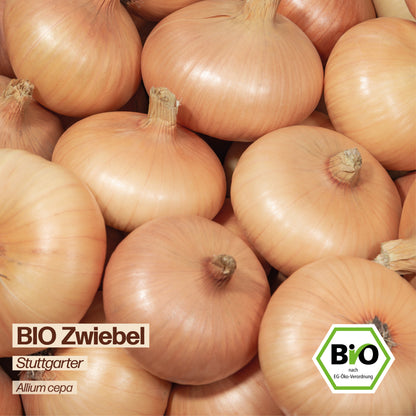 BIO Zwiebel "Stuttgarter"