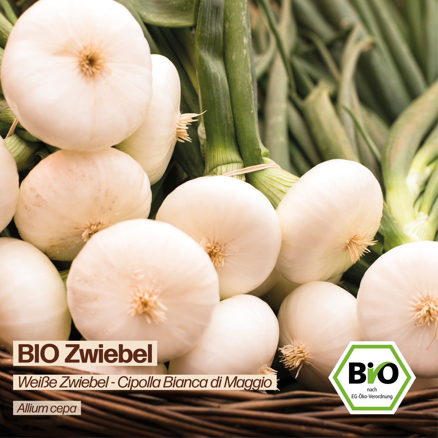 BIO Zwiebel "Cipolla Bianca di Maggio"