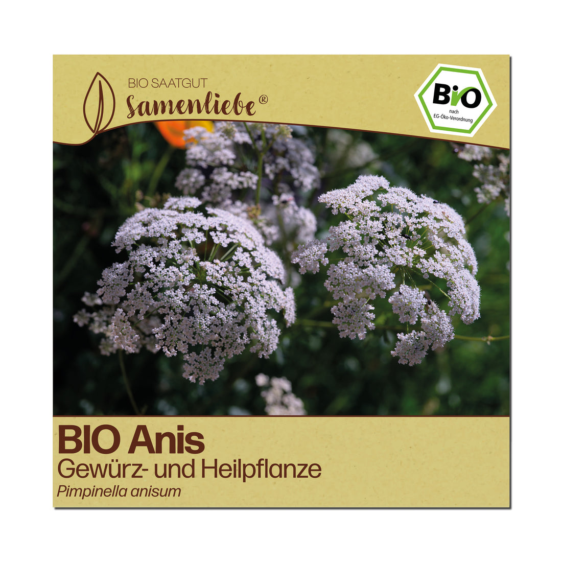 BIO Anis "Heilpflanze"