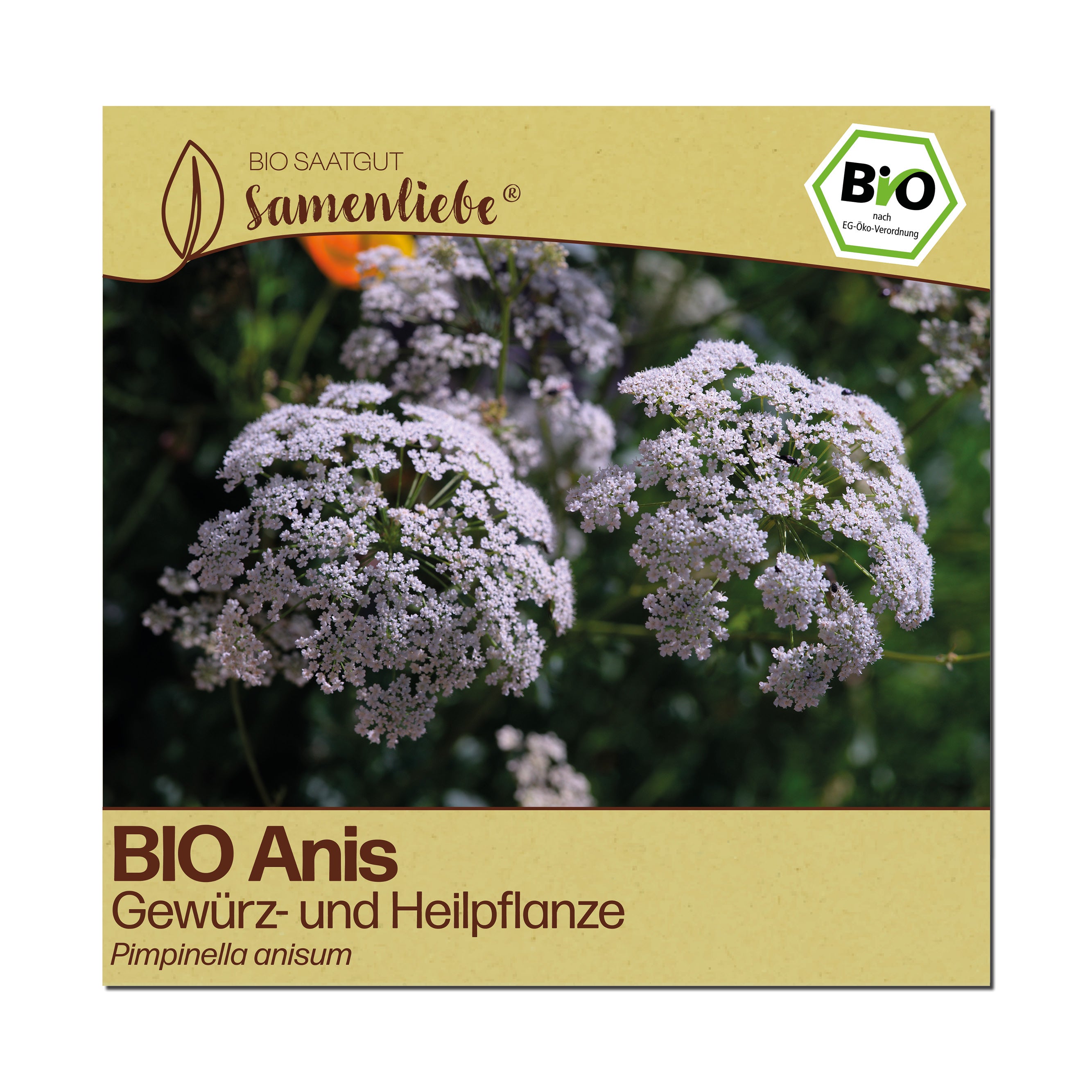 BIO Anis "Heilpflanze"