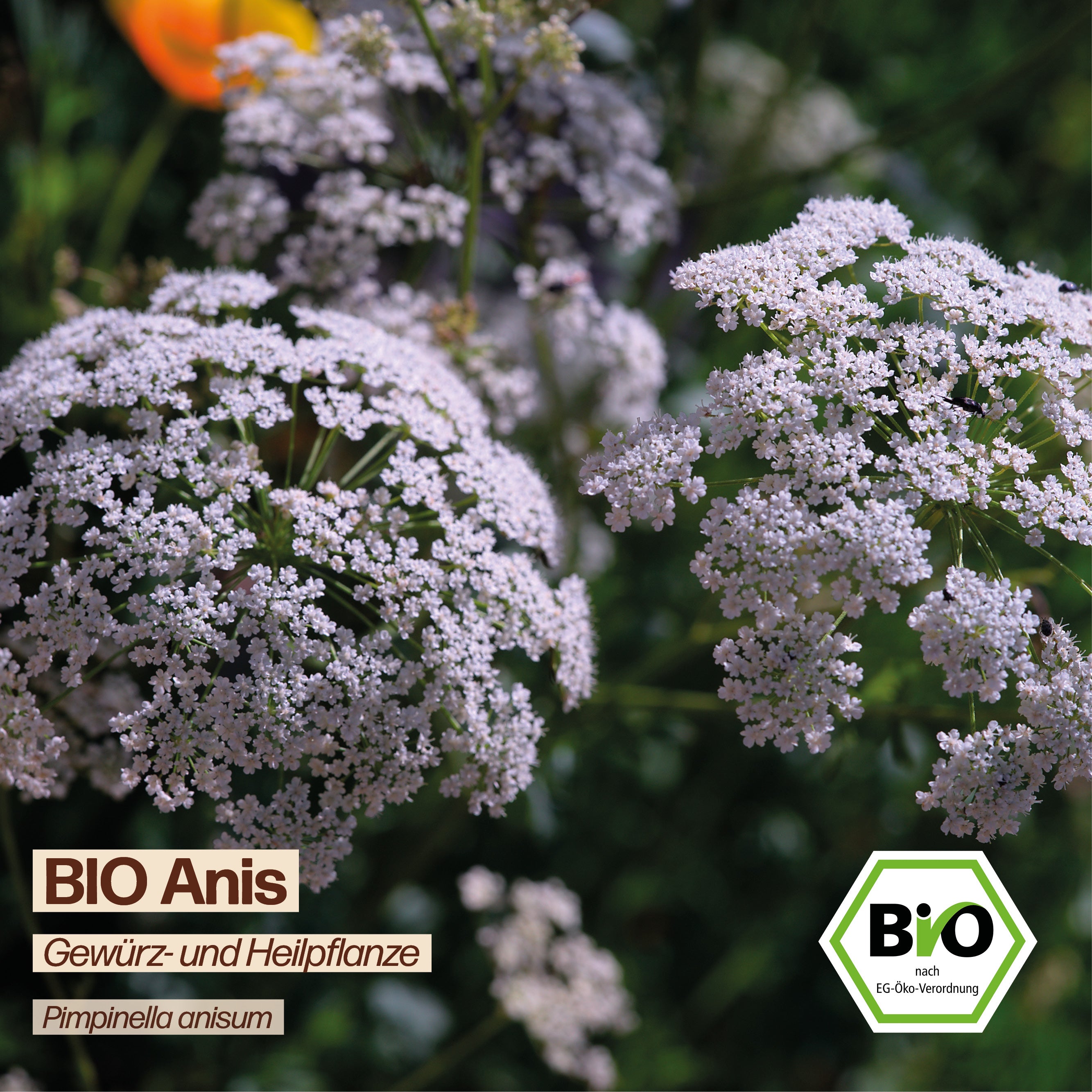 BIO Anis "Heilpflanze"