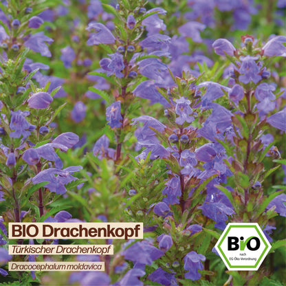 BIO Drachenkopf "Türkischer Drachenkopf"