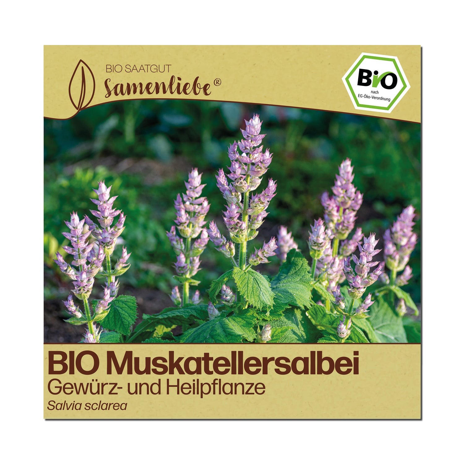 BIO Muskatellersalbei "Heilpflanze"