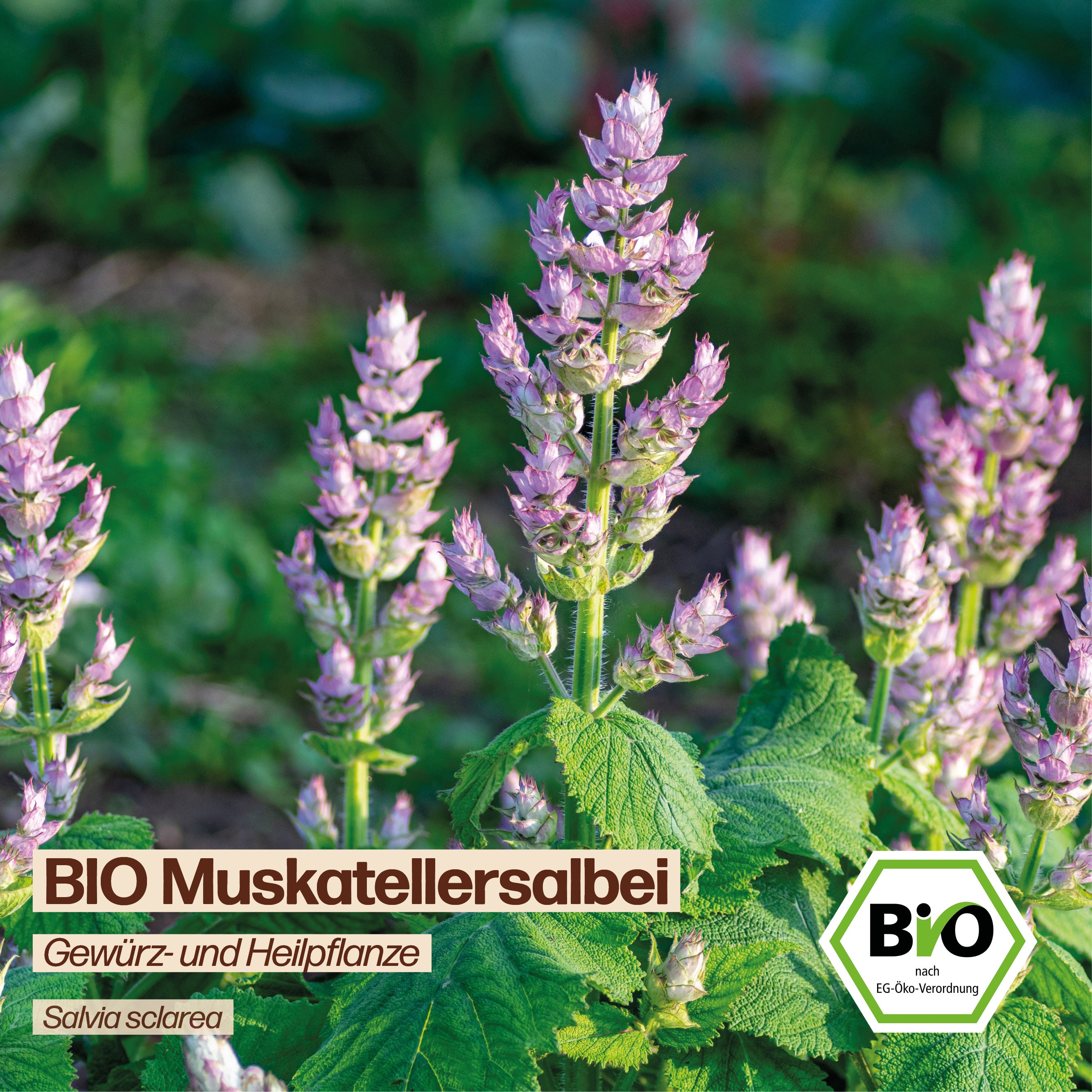 BIO Muskatellersalbei "Heilpflanze"