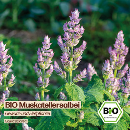 BIO Muskatellersalbei "Heilpflanze"