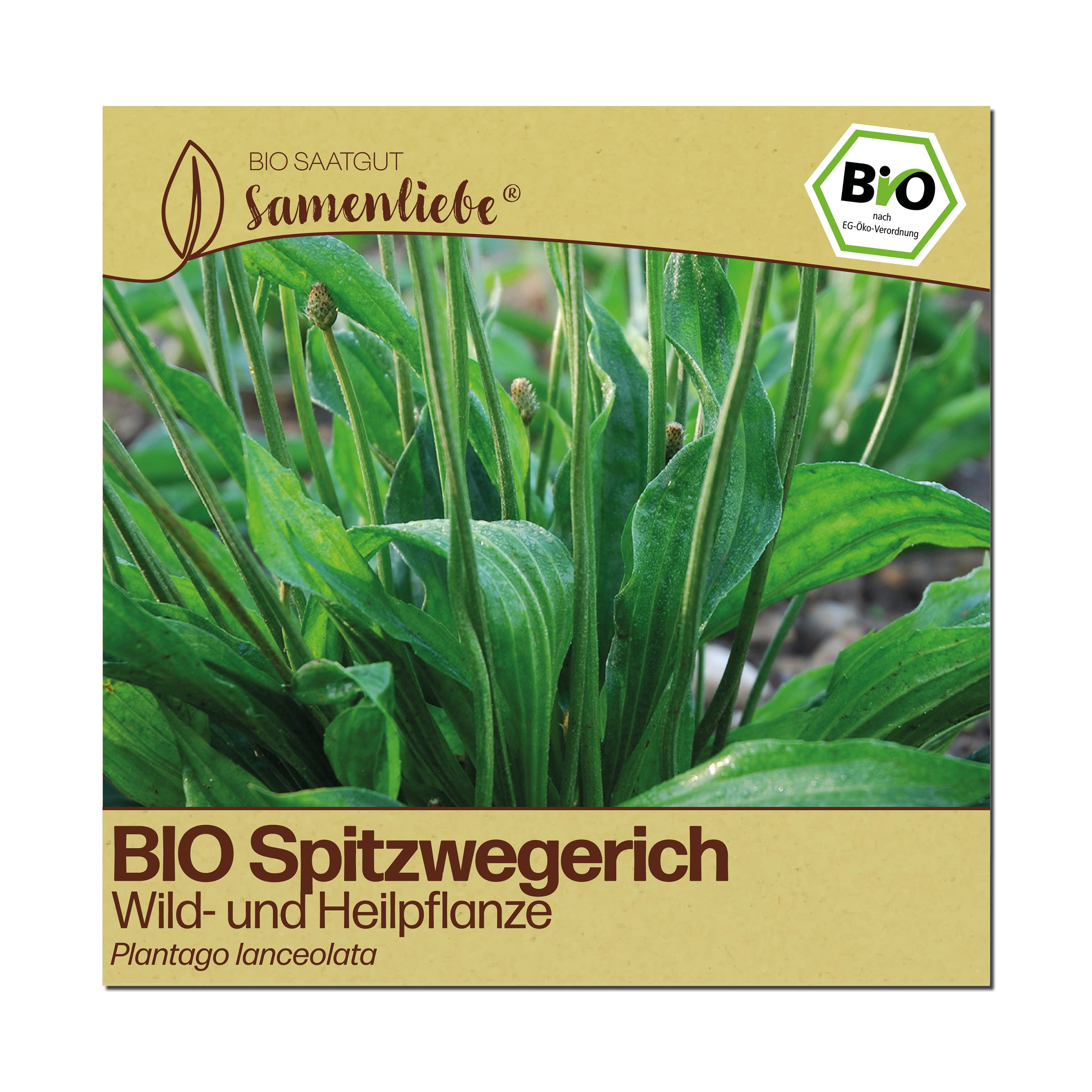 BIO Spitzwegerich "Heilpflanze"