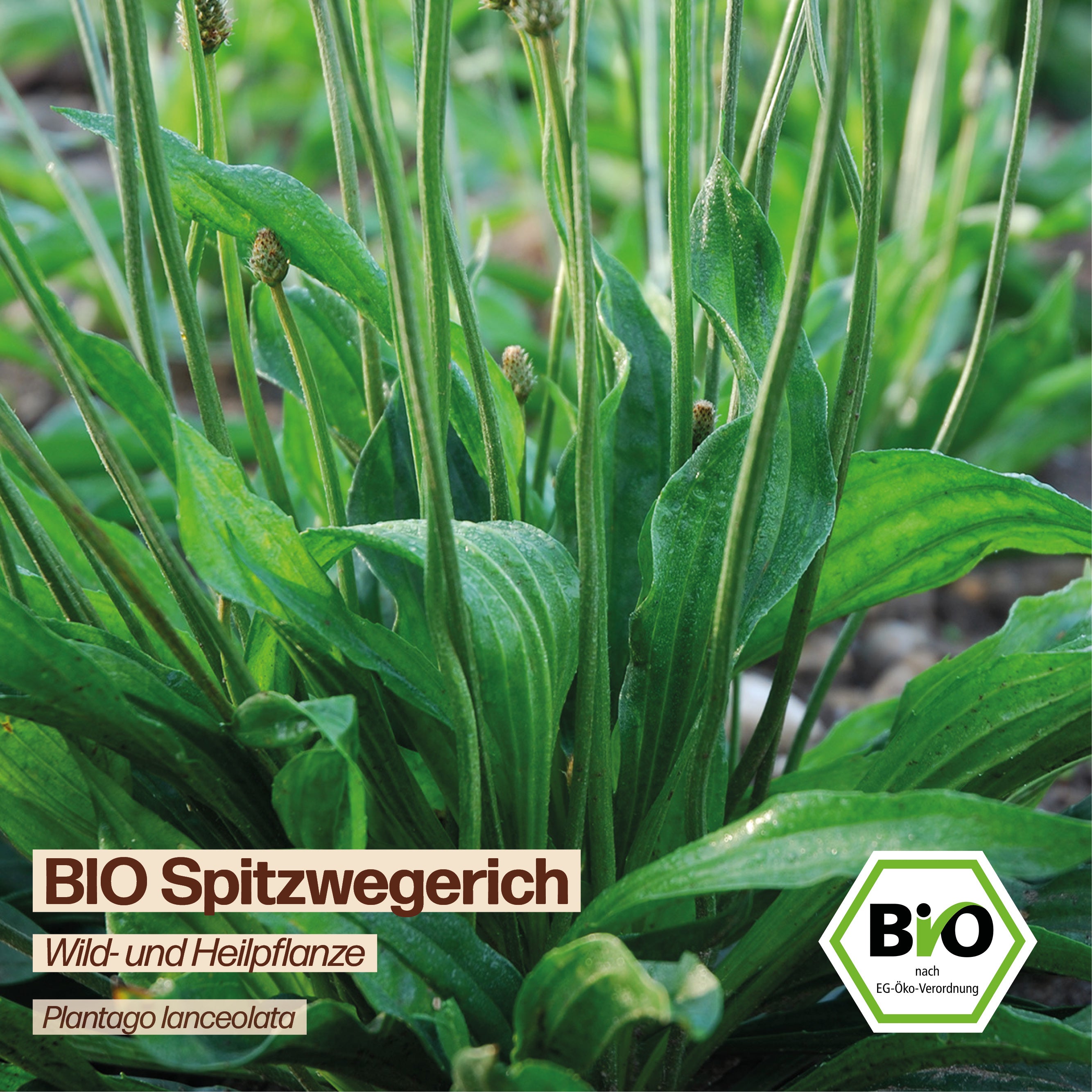 BIO Spitzwegerich "Heilpflanze"