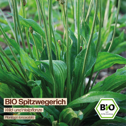 BIO Spitzwegerich "Heilpflanze"