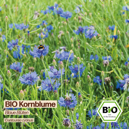 BIO Kornblume "Blaue Blüten"